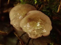 Baeospora myriadophylla
