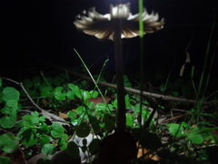 Coprinopsis alopecia