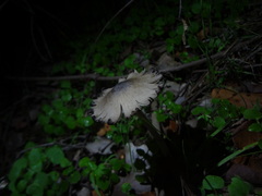 Coprinopsis alopecia