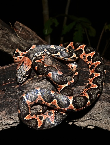 Photo of a Uribe's False Cat-eyed Snake (Leptodeira uribei)
