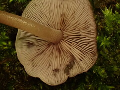 Baeospora myriadophylla