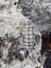 Acanthopleura