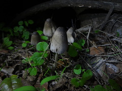 Coprinopsis alopecia