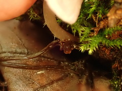 Baeospora myriadophylla