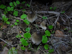 Coprinopsis alopecia