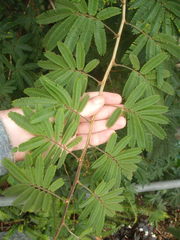 Zapoteca portoricensis
