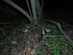 Coprinopsis alopecia