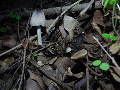 Coprinopsis alopecia