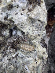 Acanthopleura