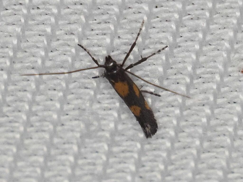 Gold-dot Slender