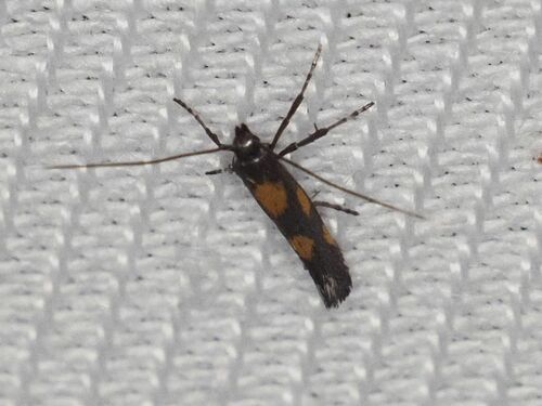 Gold-dot Slender