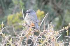 Curruca subcoerulea subcoerulea