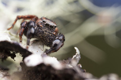 Habronattus oregonensis