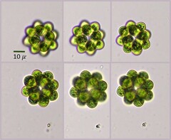 Coelastrum astroideum