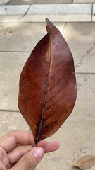 Magnolia grandiflora