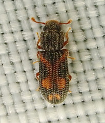 Bitoma quadriguttata