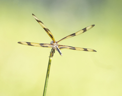 Celithemis eponina