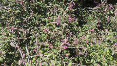 Quercus agrifolia oxyadenia