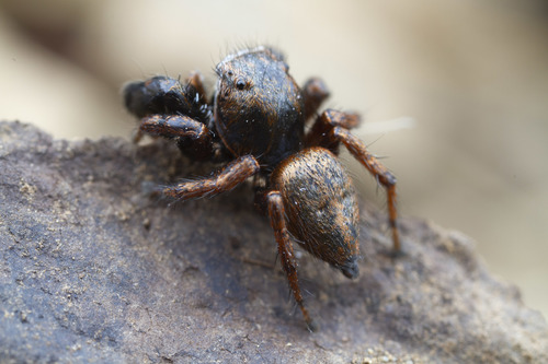 Oregon Paradise Spider