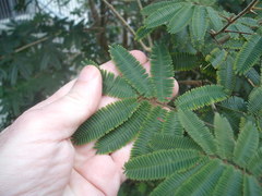 Zapoteca portoricensis