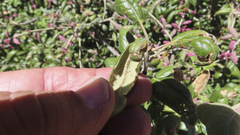 Quercus agrifolia oxyadenia