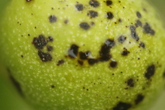 Ophiognomonia leptostyla