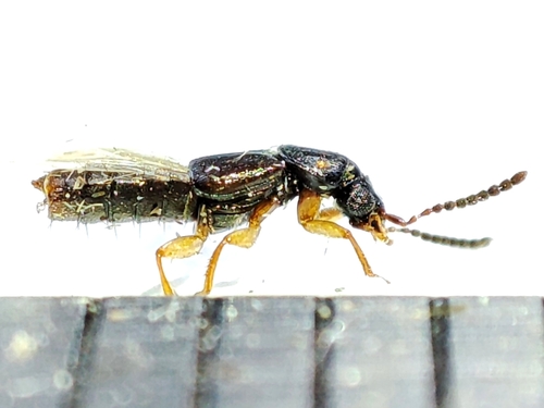Rove beetle