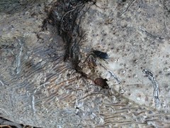 Scyphophorus acupunctatus