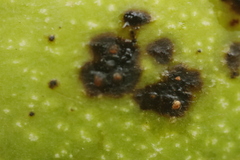 Ophiognomonia leptostyla