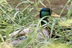 Anas platyrhynchos