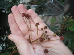 Zapoteca portoricensis