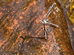 Tipula noveboracensis