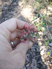 Kalanchoe rotundifolia
