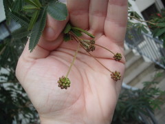 Zapoteca portoricensis