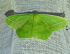 Nemoria remota