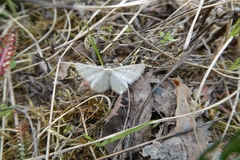 Idaea pallidata