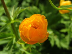 Trollius altaicus