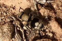 Ronisia marocana