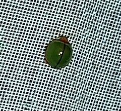 Paraneda viridescens