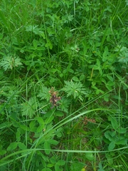 Dactylorhiza sambucina