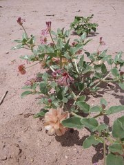 Tripterocalyx carneus