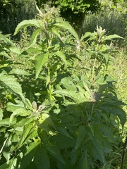 Eupatorium cannabinum