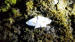 Sericoptera