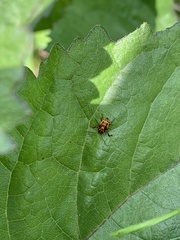 Cryptocephalus castaneus