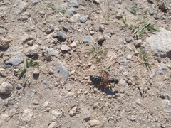 Staphylinus caesareus