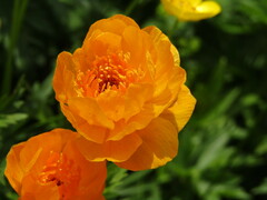 Trollius altaicus