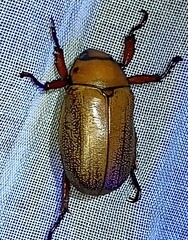 Pelidnota frommeri