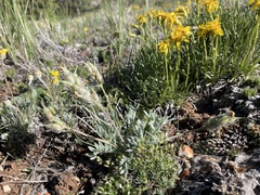 Oxytropis besseyi ventosa