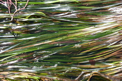 Phyllospadix scouleri