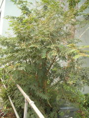 Zapoteca portoricensis